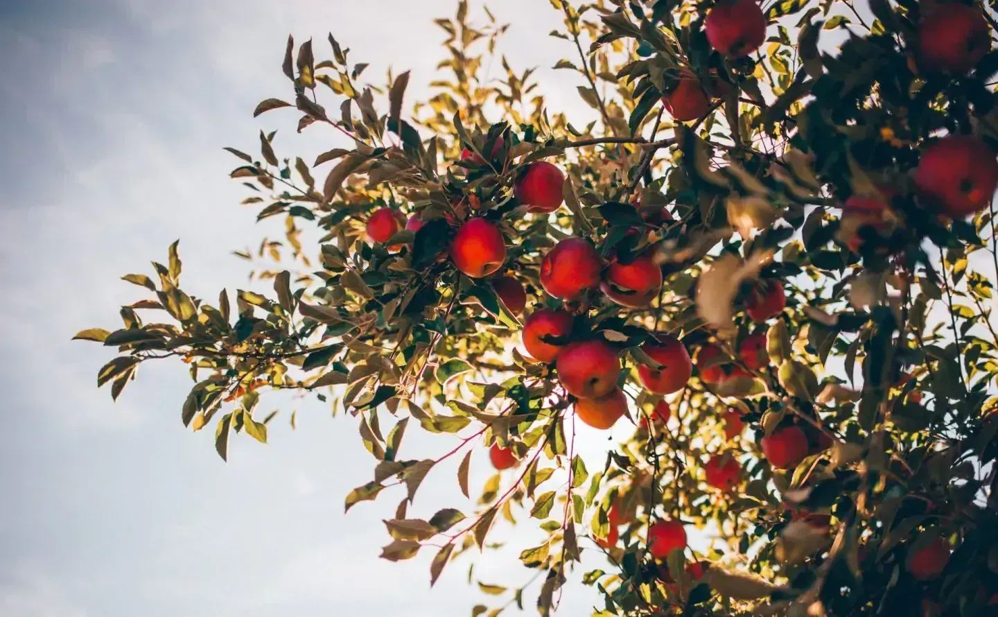 appeltrad-med-roda-applen