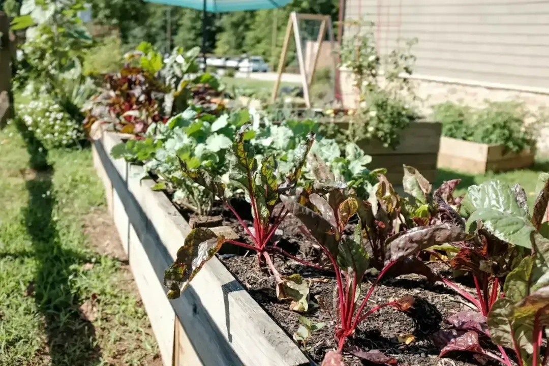 odlingslada-i-tradgard