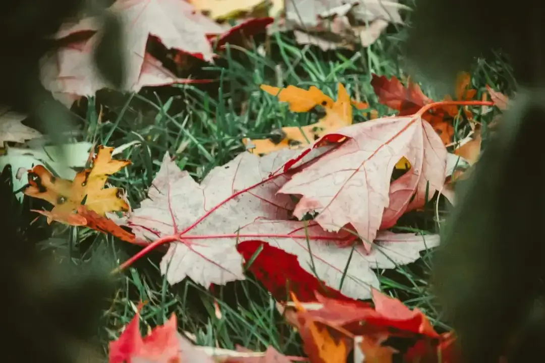 tradgardsarbete-oktober